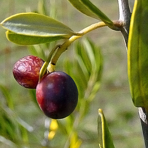 olives-on-tree-1