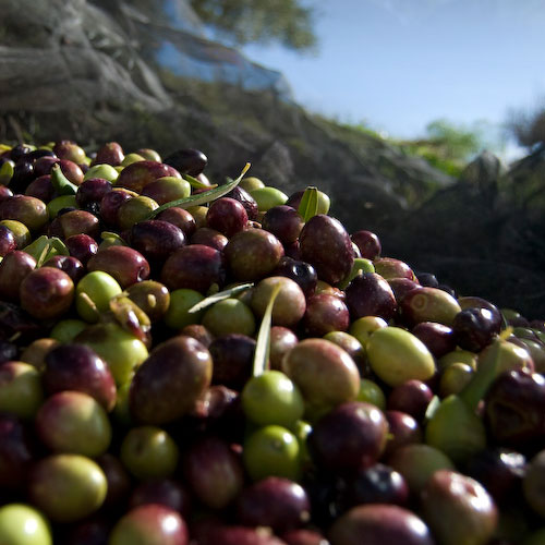 olives1