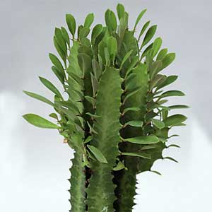 Euphorbia--trigona.jpg