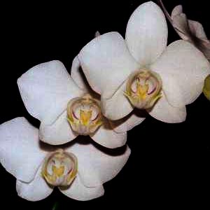 Phalaenopsis-amabilis.jpg